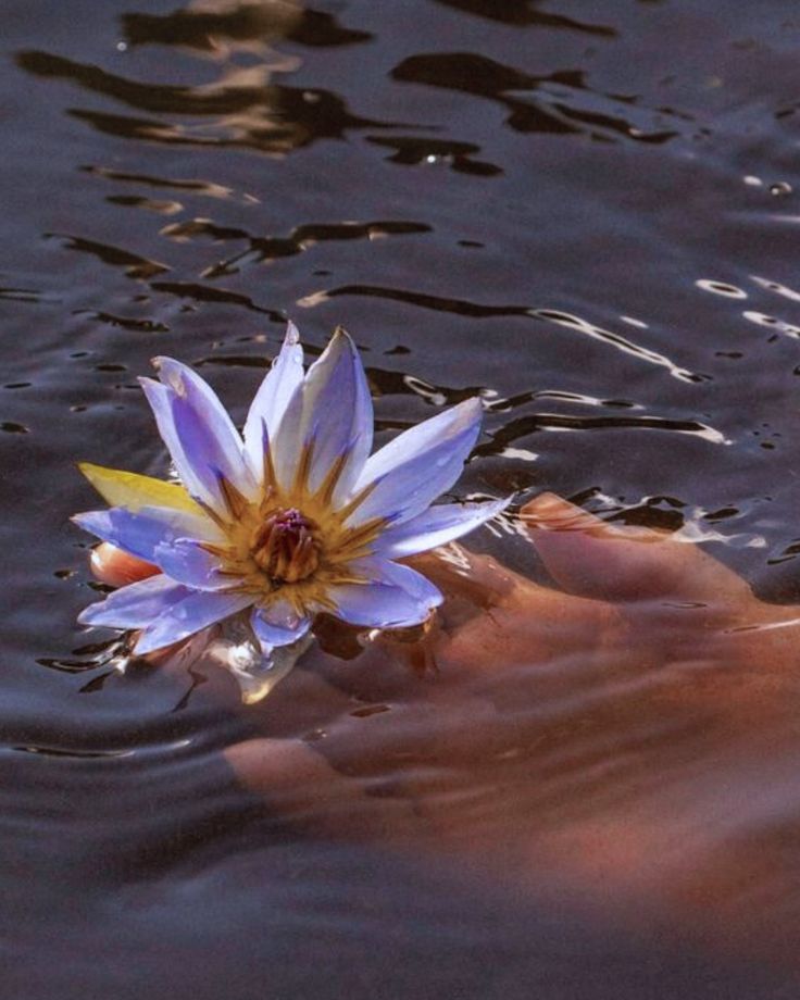 Blue Lily Flowers