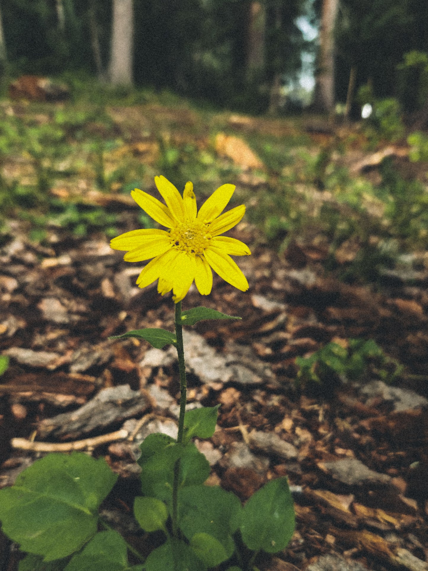 Heart-Leafed Arnica Flower Remedy