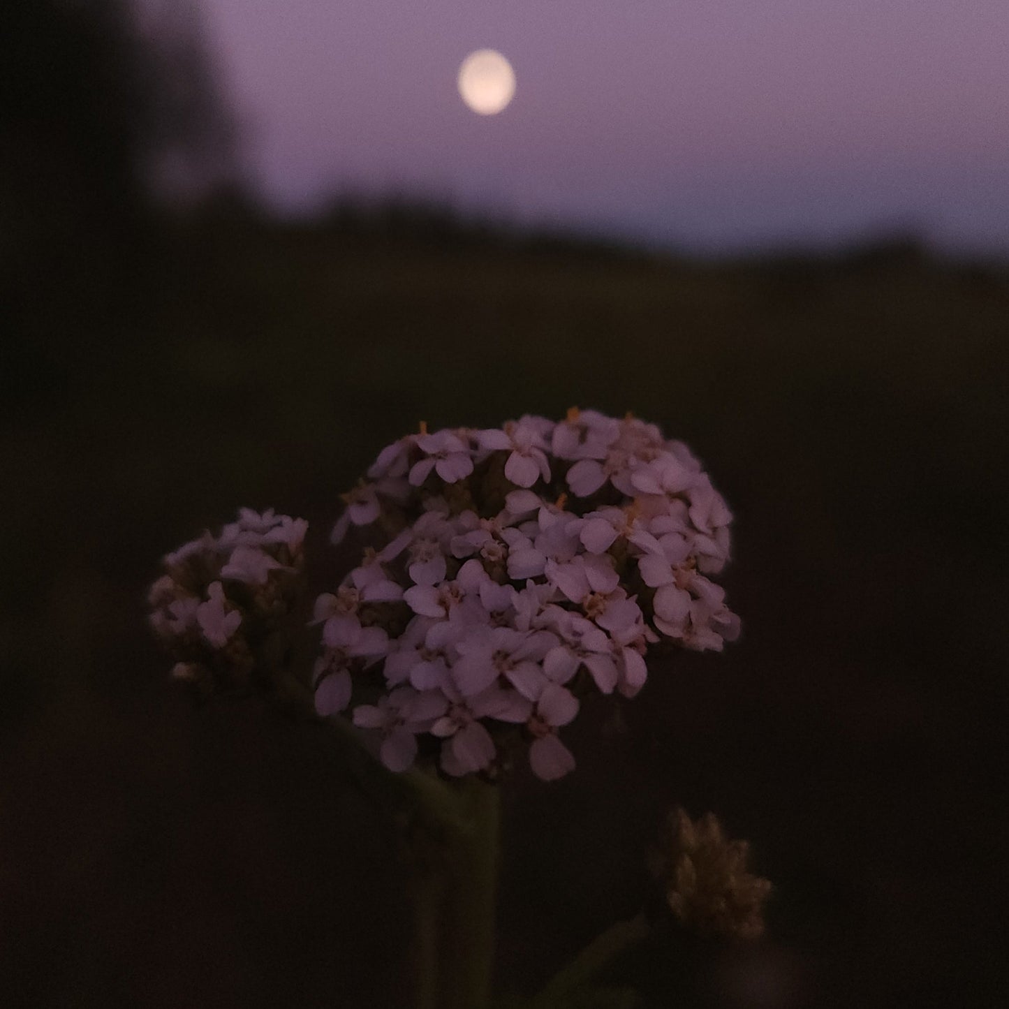 Yarrow Flower Remedy