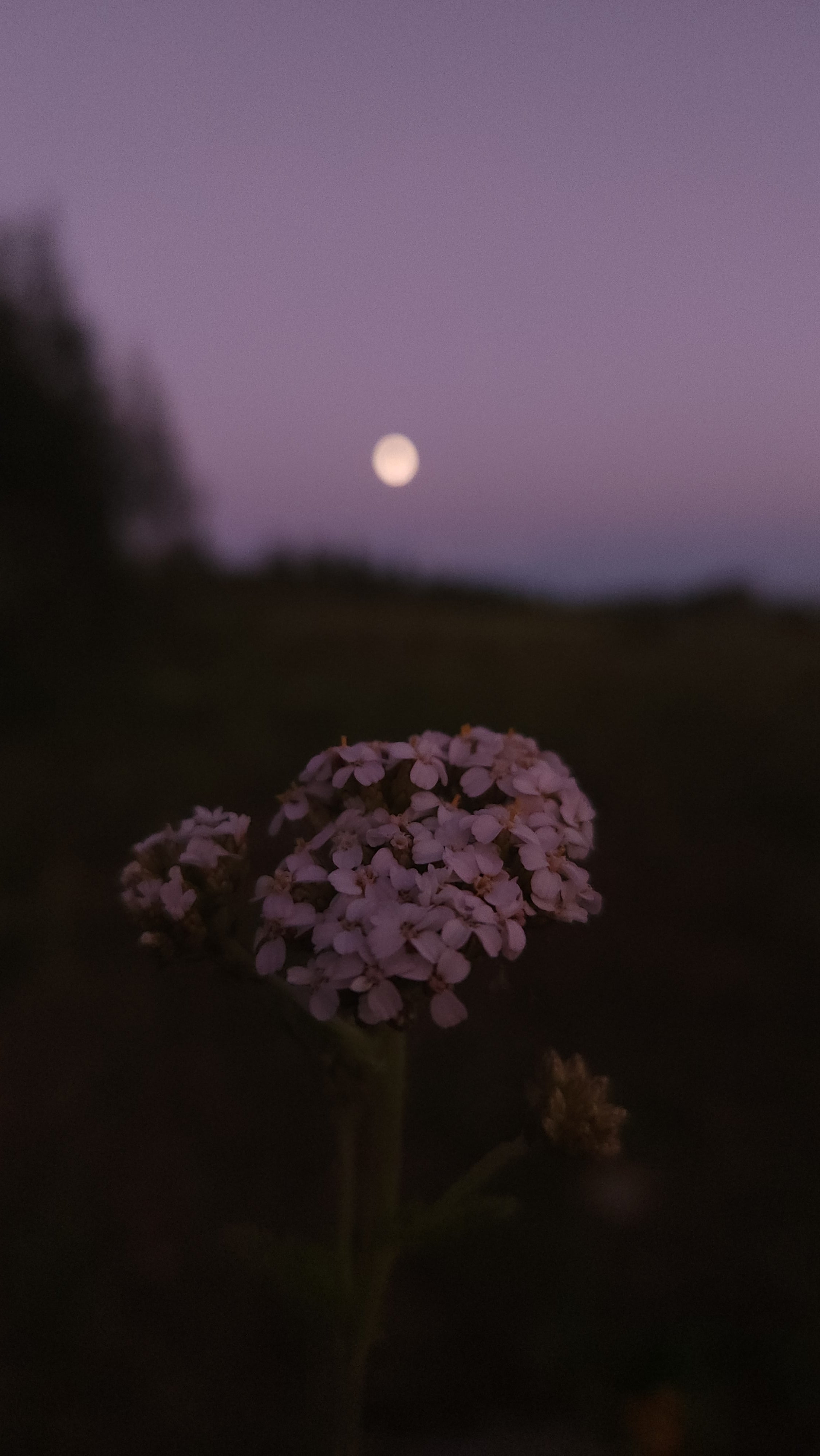 Yarrow Flower Remedy