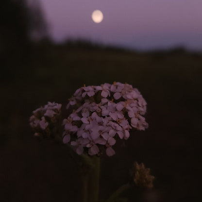 Yarrow Flower Remedy
