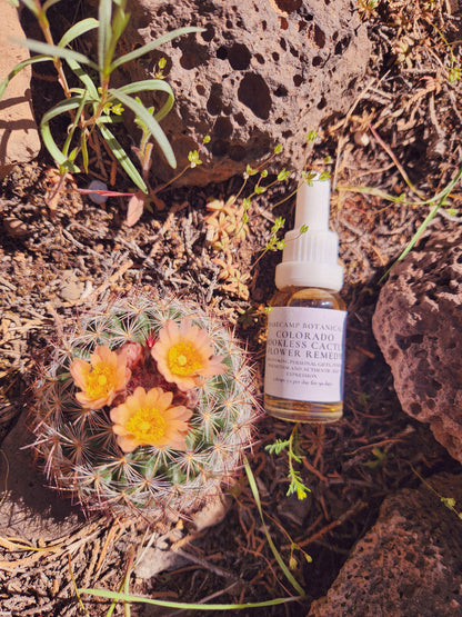 Colorado Hookless Cactus Flower Remedy