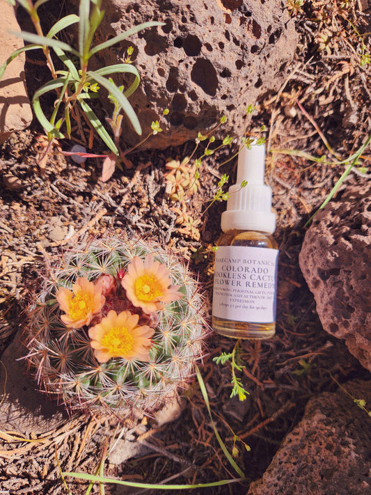 Colorado Hookless Cactus Flower Remedy