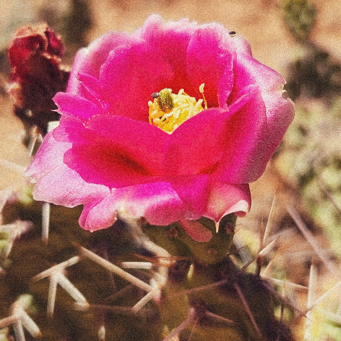 Great Basin Prickly Pear Flower Remedy