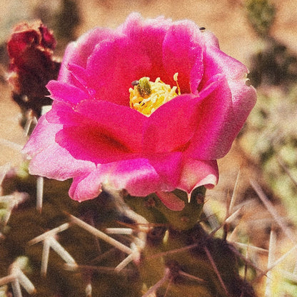 Great Basin Prickly Pear Flower Remedy