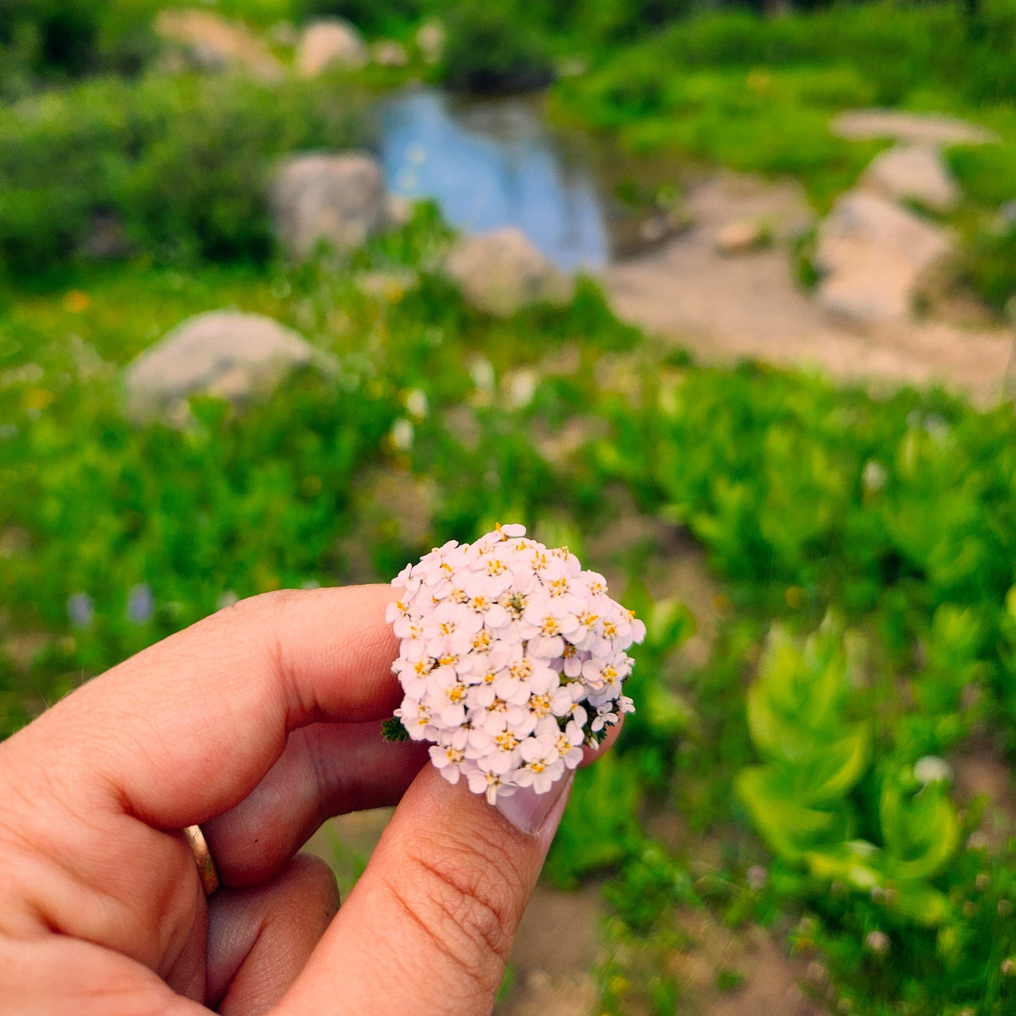 Yarrow Flower Remedy