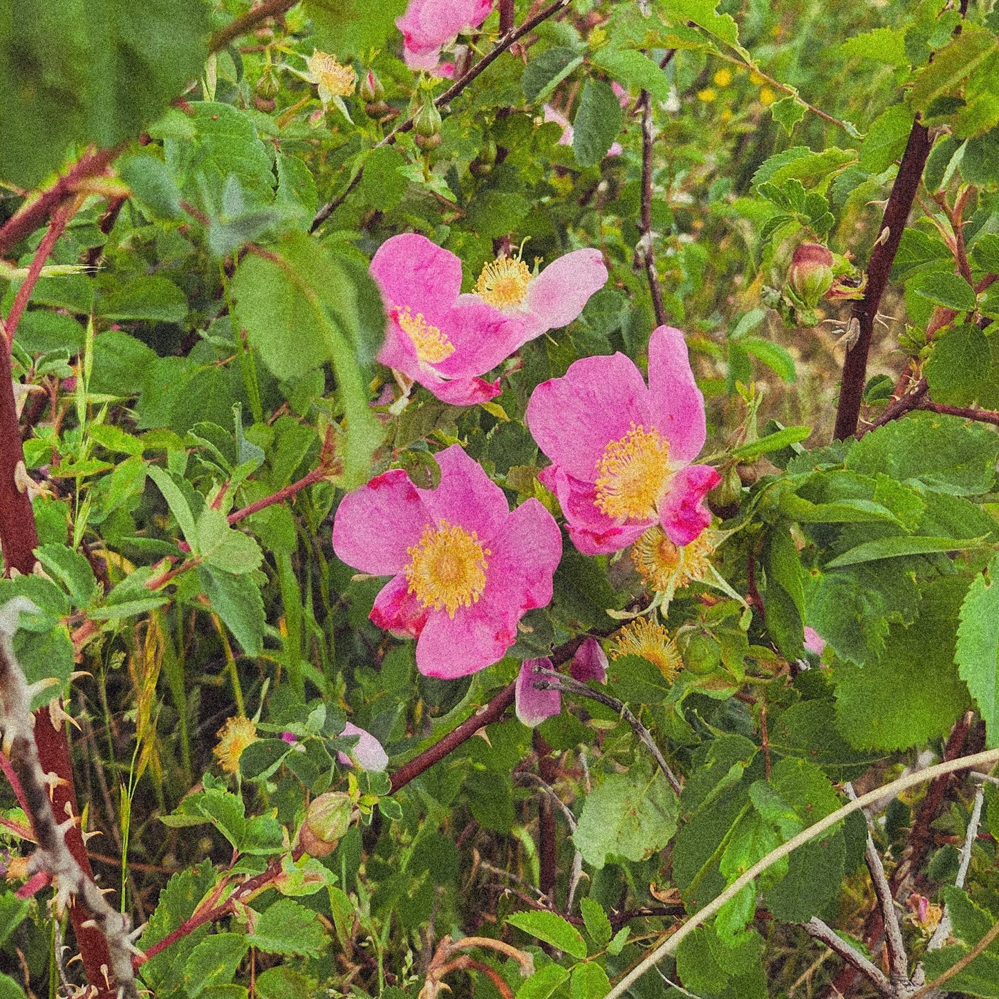 Wild Rose Flower Remedy
