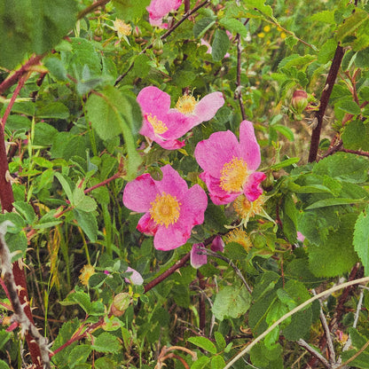 Wild Rose Flower Remedy
