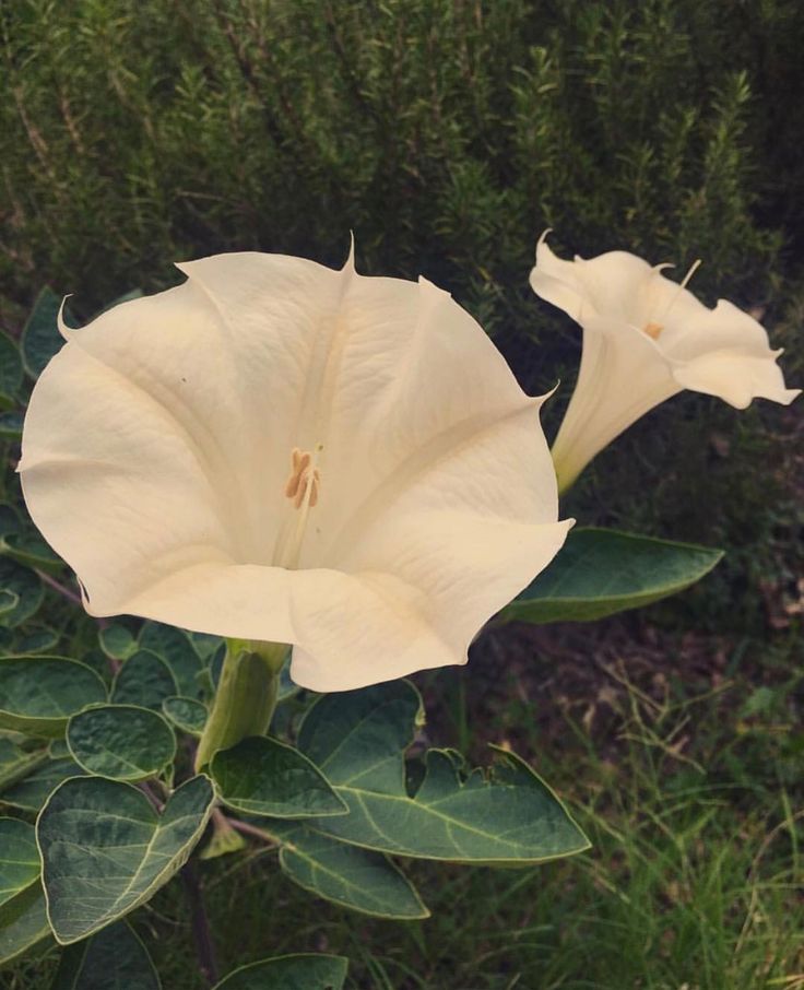 The Flower Codes