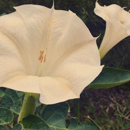 Datura Flower Remedy