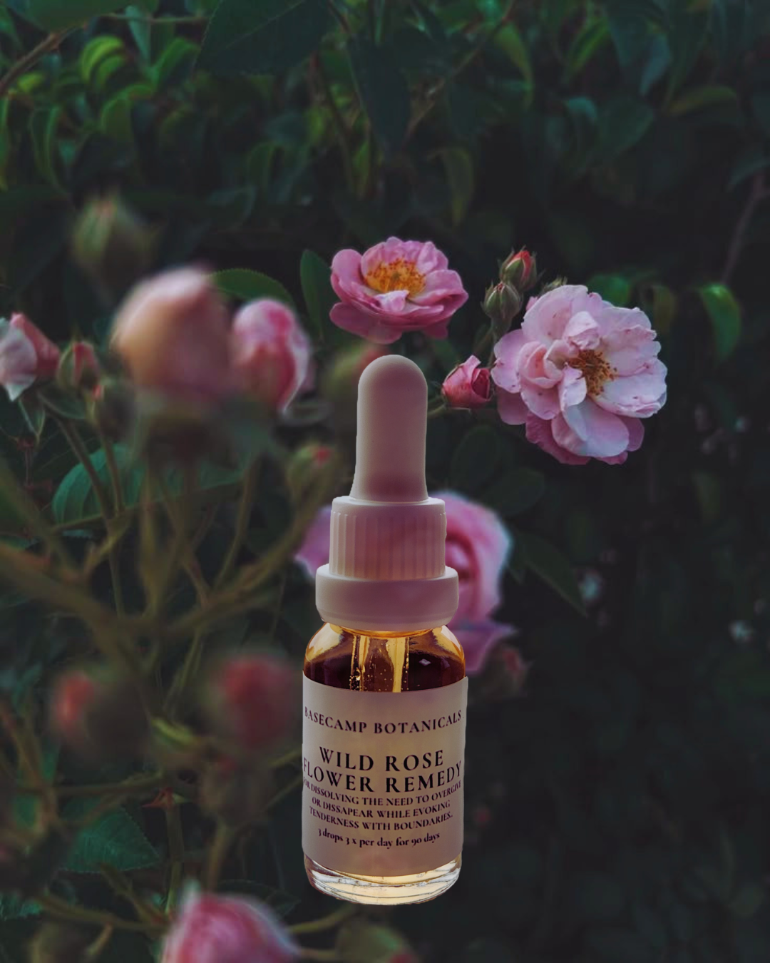 Wild Rose Flower Remedy