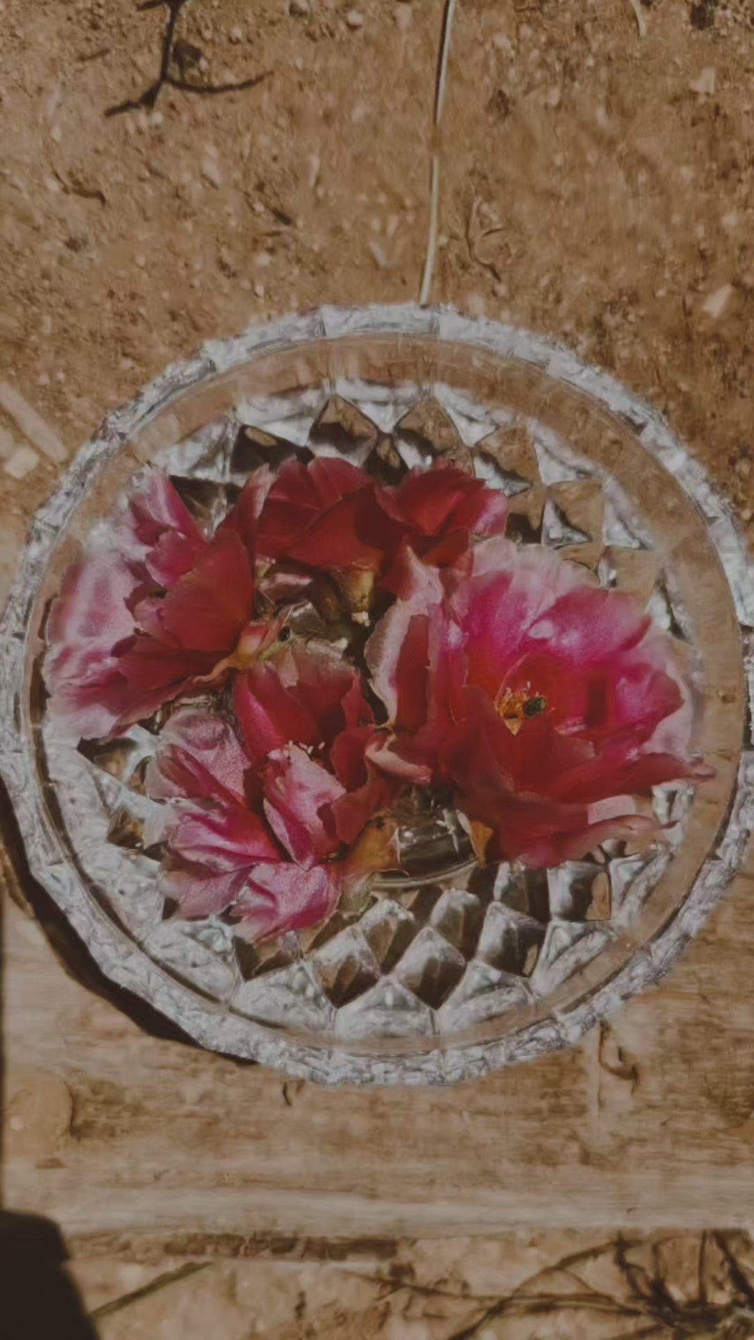 Great Basin Prickly Pear Flower Remedy