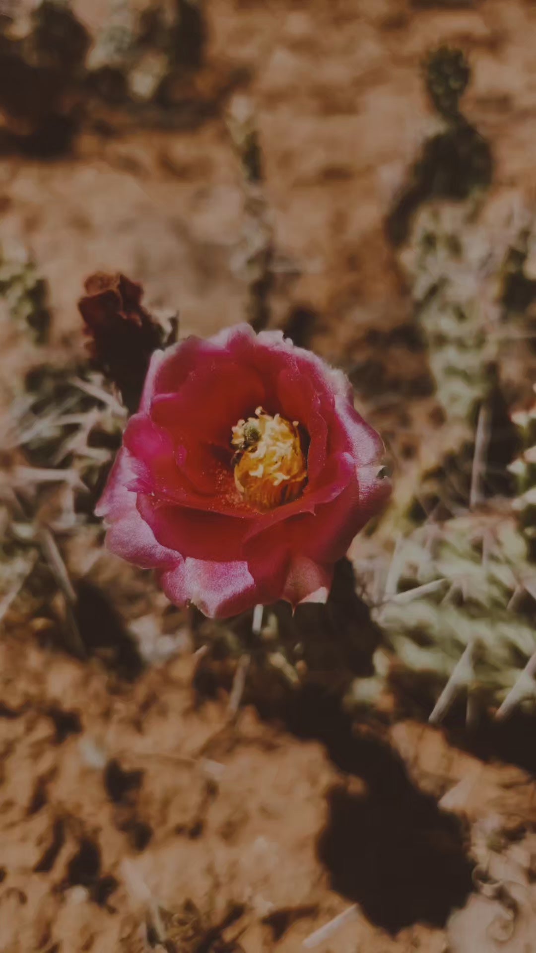 Great Basin Prickly Pear Flower Remedy