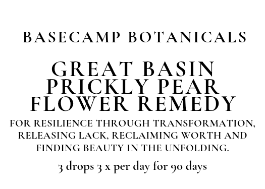Great Basin Prickly Pear Flower Remedy