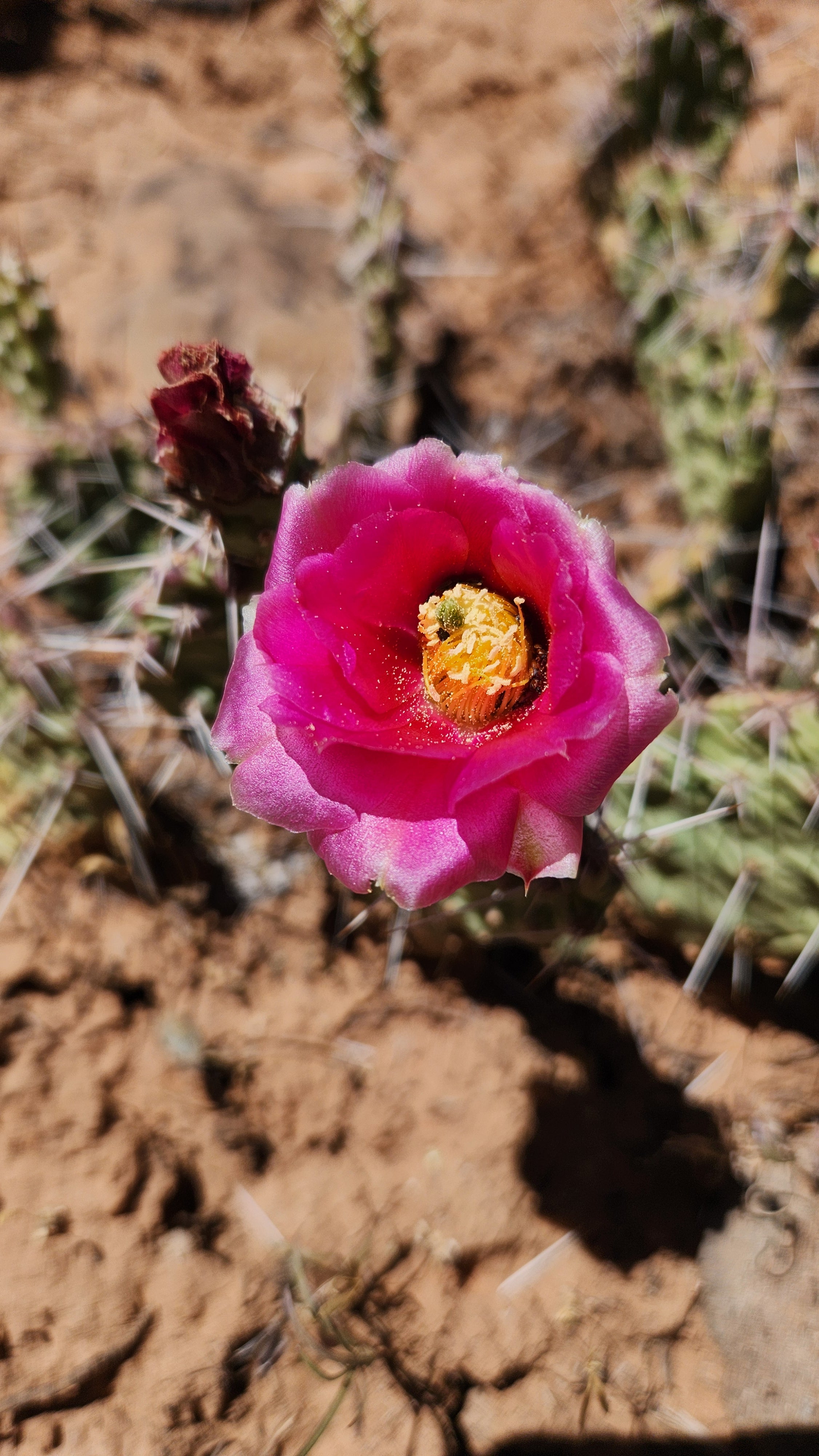 Great Basin Prickly Pear Flower Remedy