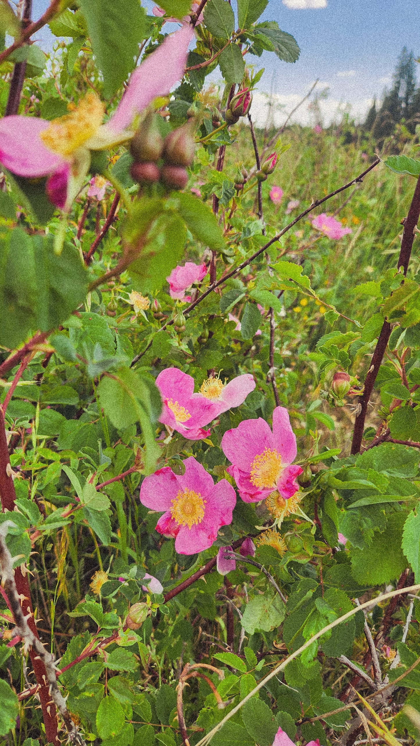 Rose Petal Oxymel