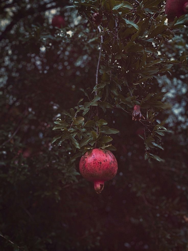 Pomegranate Flower Remedy