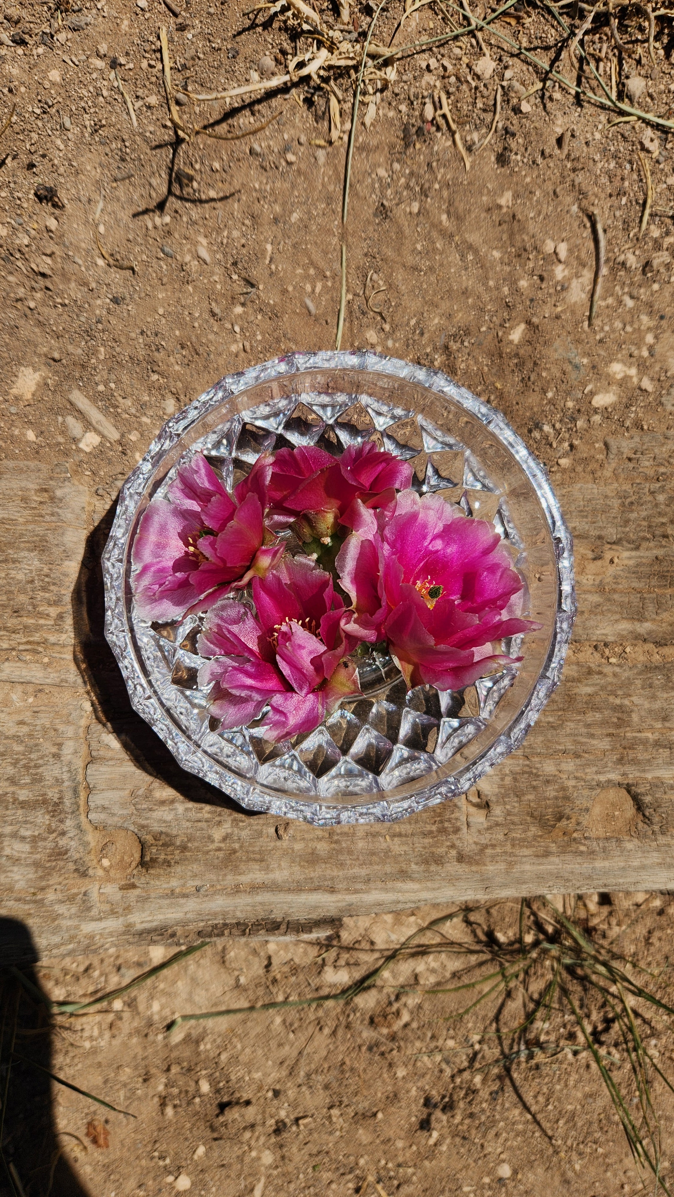 Great Basin Prickly Pear Flower Remedy
