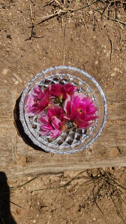 Great Basin Prickly Pear Flower Remedy