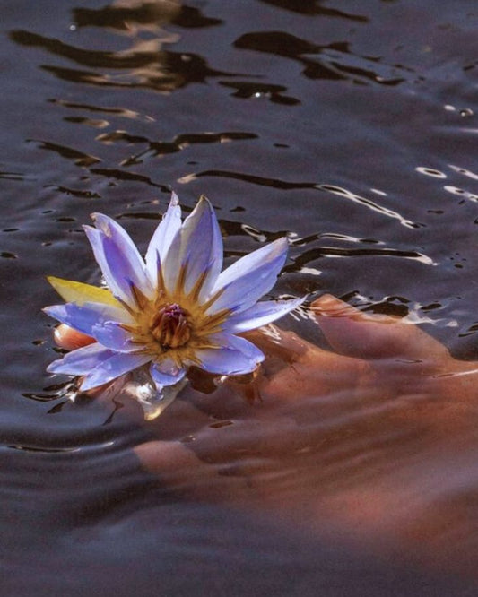 Blue Lily Flowers