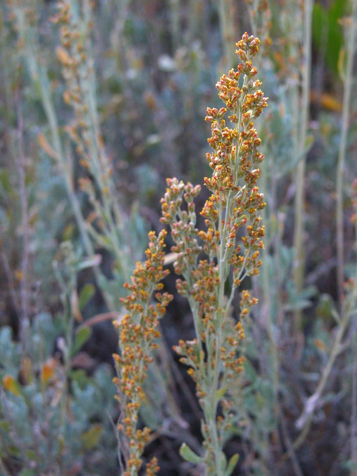 Sagebrush Flower Remedy
