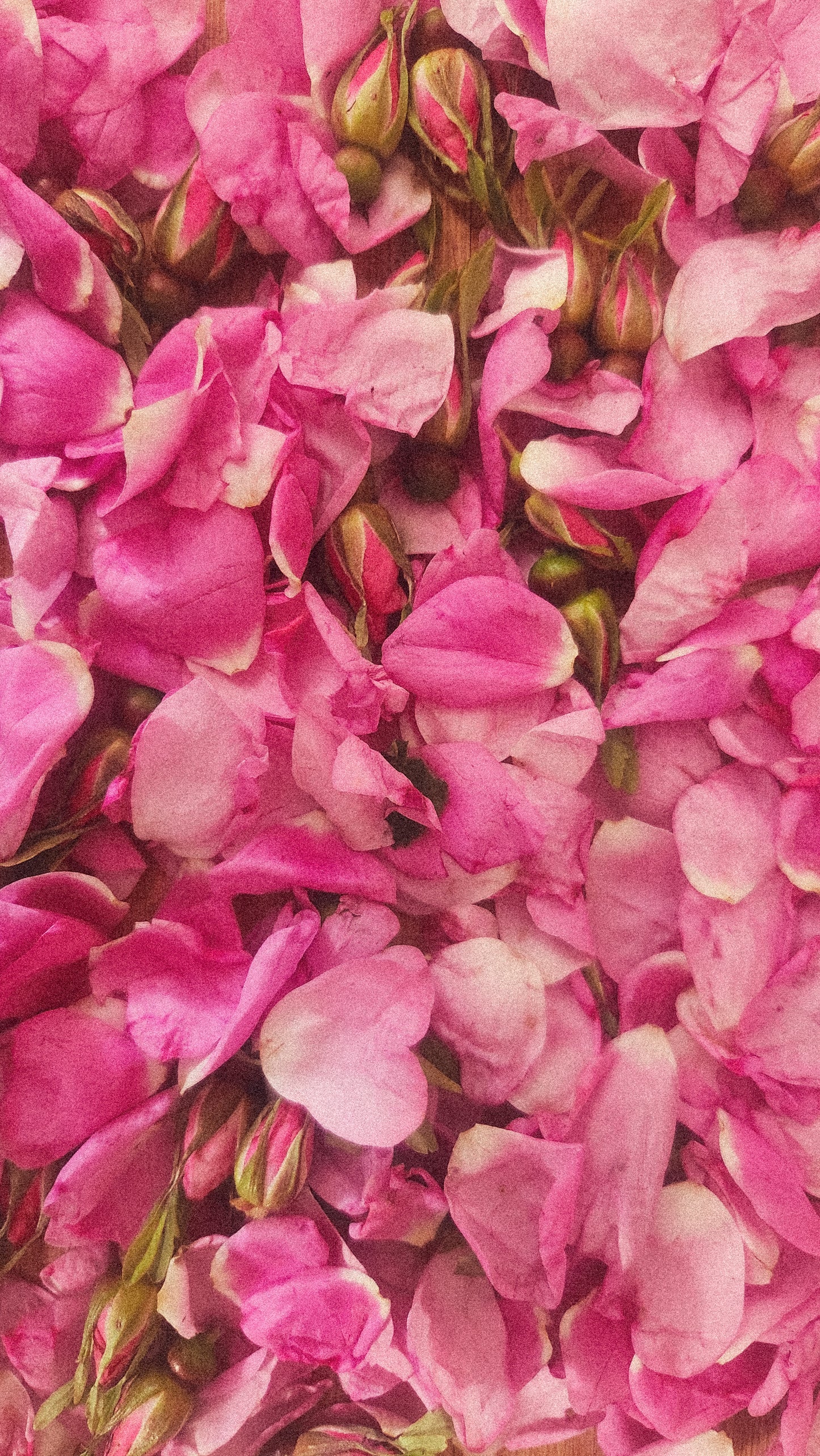 Rose Petal Oxymel