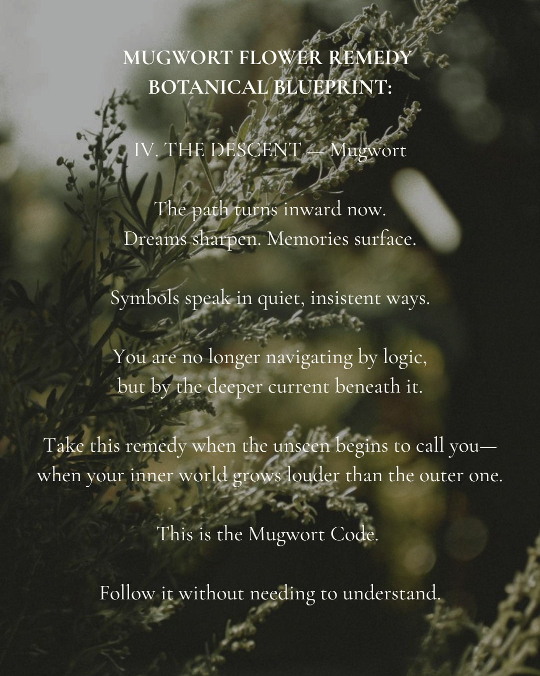 Mugwort Flower Remedy