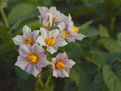 Potato Flower Remedy