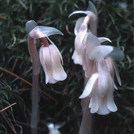 Ghostpipe Flower Remedy