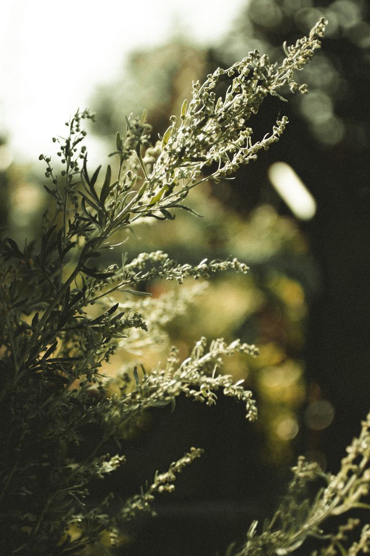 Mugwort Flower Remedy