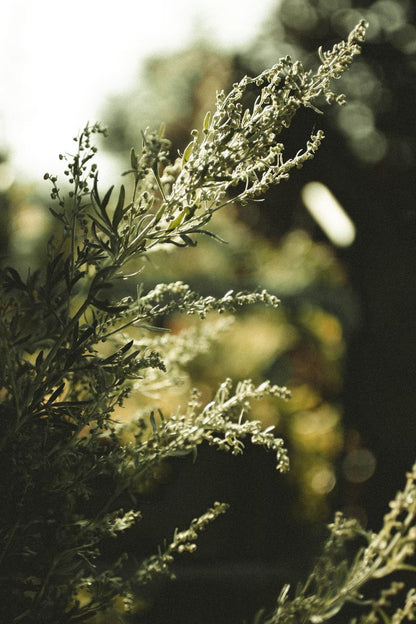 Mugwort Flower Remedy