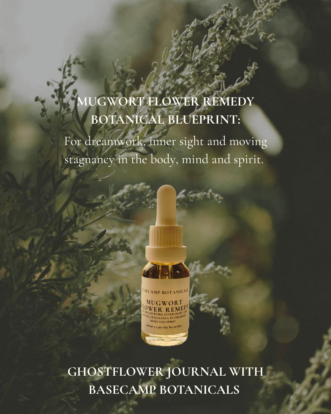 Mugwort Flower Remedy