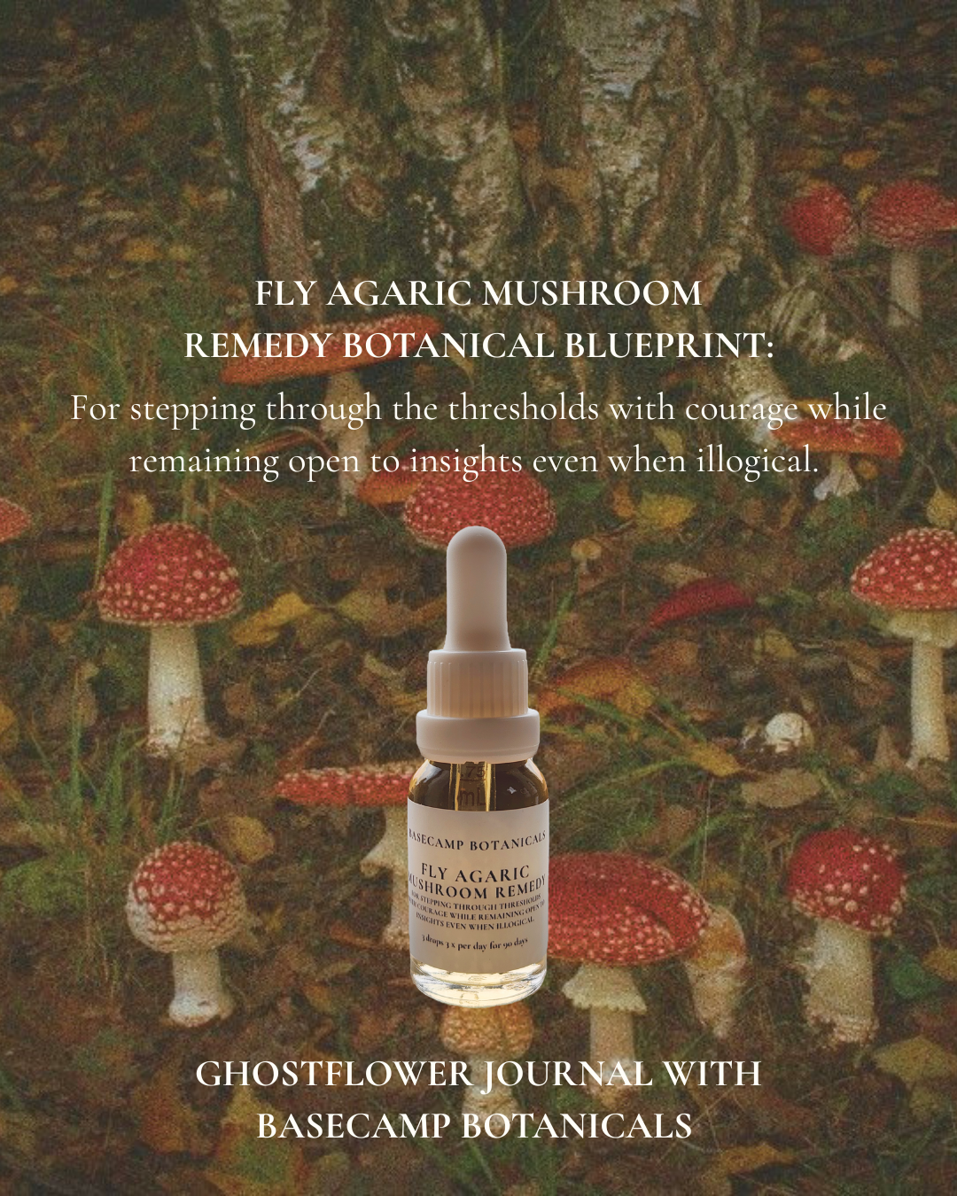 Fly Agaric Mushroom Remedy